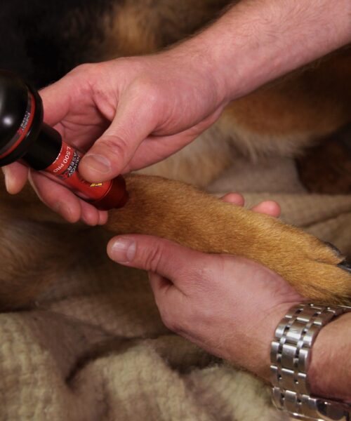 Behandling af hund med laser